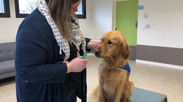 Un Handi’chien au lycée pour aider à la réussite scolaire des élèves