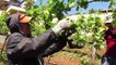 La viticulture mondiale menacée par le réchauffement climatique