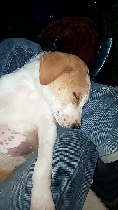 What a sleeping style of my dog puppy