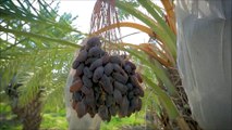 Dates Farming and Dates Harvesting & Dates Packing - Modern Agricultural of Dates