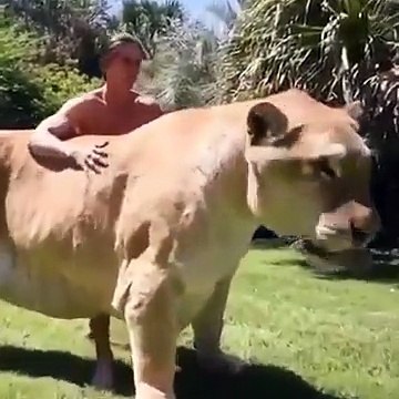 Voici un ligre, le plus grand félin du monde