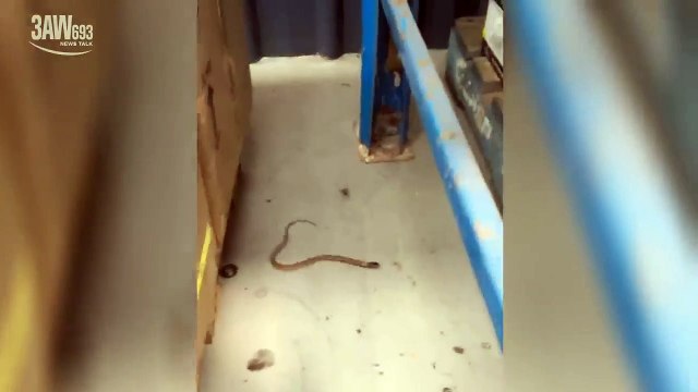 Cette araignée veuve noire à dos rouge réussit à immobiliser un serpent.