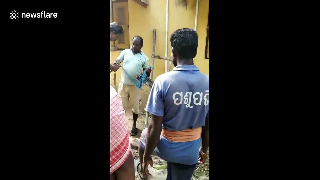 Touching moment mother monkey runs to her just-rescued baby in east India