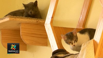 tn7-feria-de-adopcion-de-gatos-300120