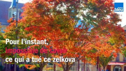 Un arbre abattu place d'Armes à Belfort