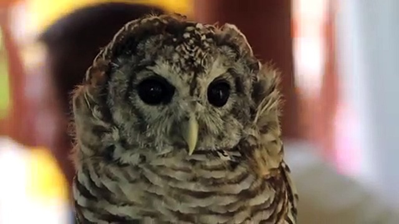 Une chouette obèse a dû perdre du poids pour pouvoir voler de nouveau