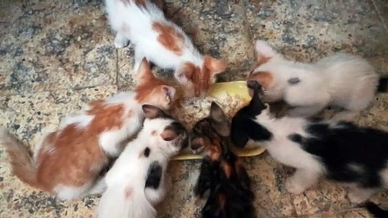 Raising 6 New Born Kitties At One House