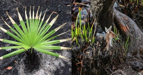 Australie : après les feux de forêts, la régénération des plantes et des fleurs suscitent de l'espoir