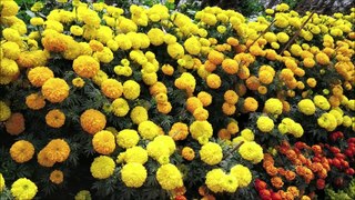 Amazing Marigold Farming Yellow orange Marigold & inca Agriculture
