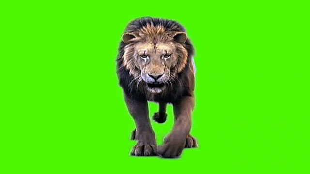 lion  walk green screen background || Green screen background tiger || green screen video || lion green screen || green screen lion #run