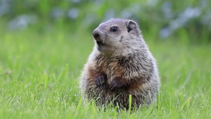 How Groundhog Day is connected to astronomy