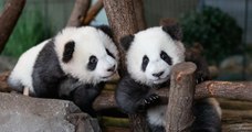 Les deux bébés pandas du zoo de Berlin enfin présentés au public
