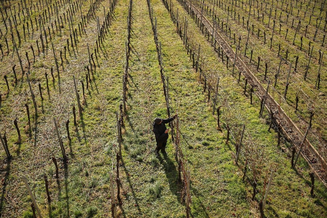 Climate Change Could Force Burgundy and Bordeaux to Specialize in Mourvedre Wines