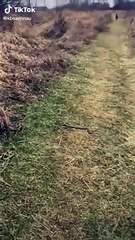 Un chien va sauver son maître d'un serpent 