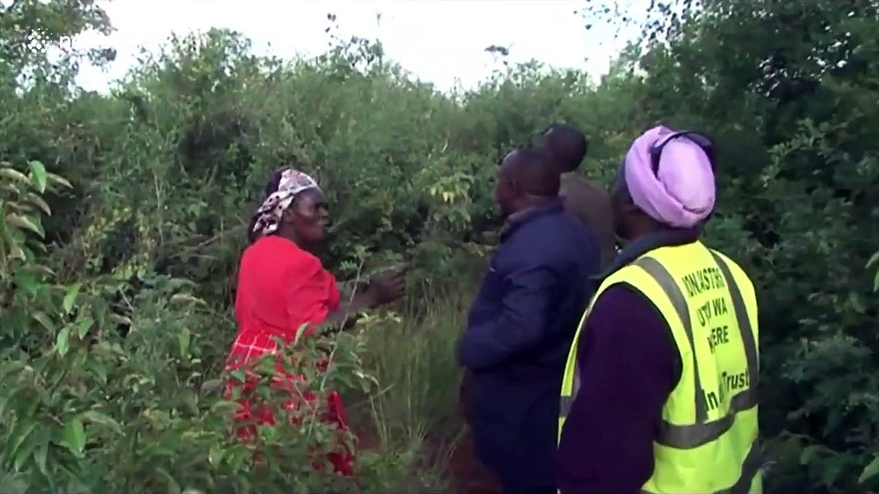Villagers in Kenya attempt to smoke out swarms of locusts devouring their crops
