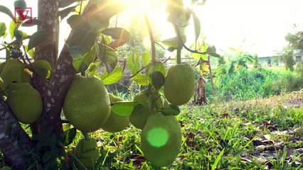 Why Going Vegan May Be Worse For Your Body