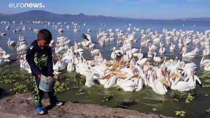 Белые пеликаны мигрируют в поисках тепла и рыбы