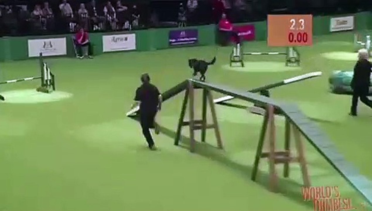 Ce chien fait caca en pleine compétition de jumping et d’agility.