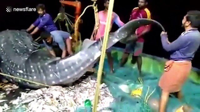 Indian fishermen release endangered whale shark back into sea after it became trapped in their nets