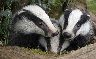 TalkRadio with James Whale 27Jan20 - Carrie Symonds & badgers