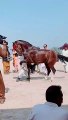 Vip horse dance