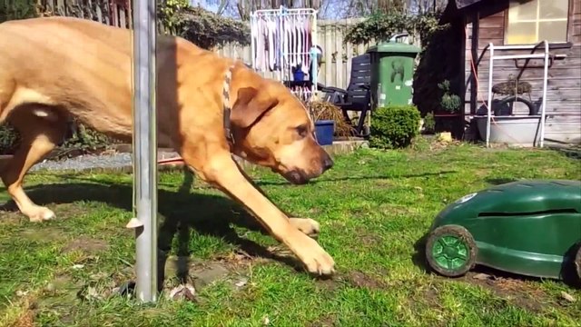 TOP 10 PERROS MÁS PELIGROSOS DEL MUNDO