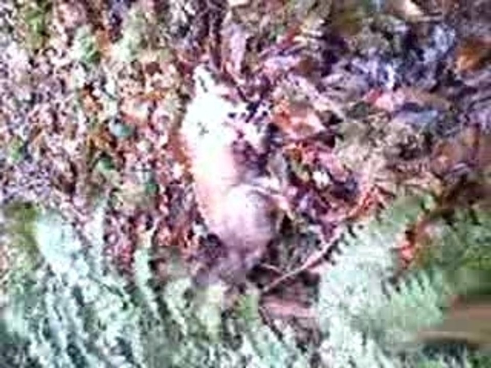 chasse