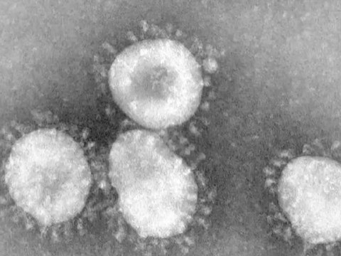 ssRNA- SARS Corona virus Replication Cycle