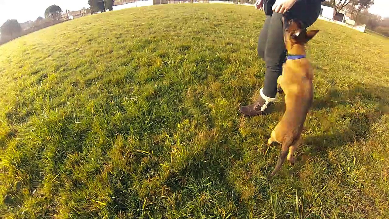 malinois en Recherche Utilitaire