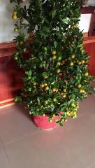 Large Bee Colony Found in Kitchen