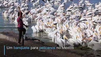 Banquete para pelicanos