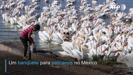 Banquete para pelicanos