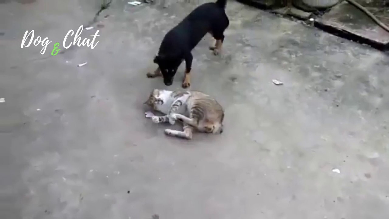 MDR-CHIENS ET CHATS DRÔLES #1-FOU RIRE-DOG&CHAT
