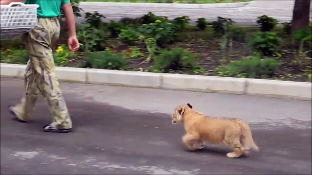 Son lionceau de compagnie le suit partout... Un vrai petit chien