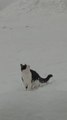 Cat Hops in Snow and Tries to Catch Snowflake