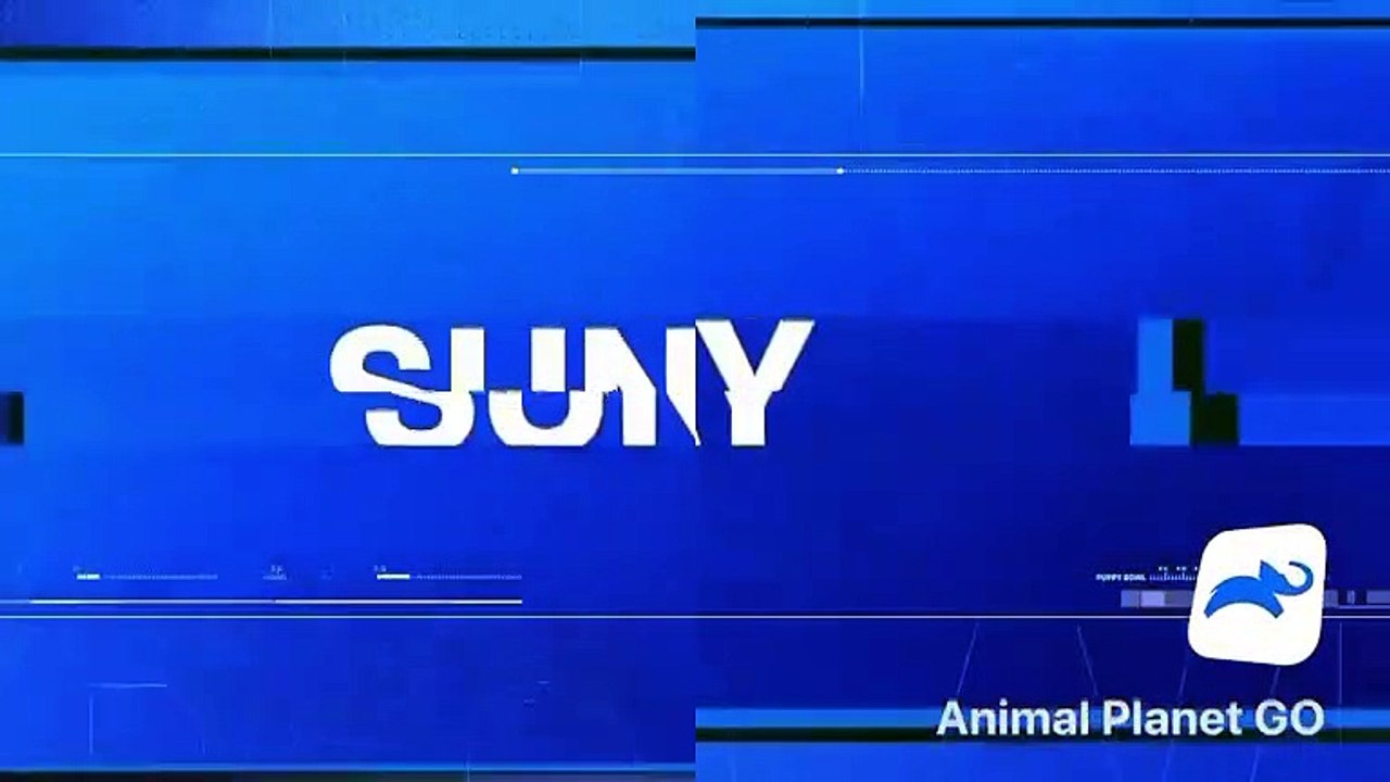 Puppy Bowl 2020 Teaser Promo