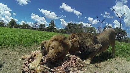 शेर को खाना कैसे देते है  - Lion Feeding Video