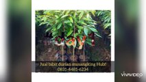 Jual Bibit Durian Musangking Cimanggu Cilacap |0831-4481-6234