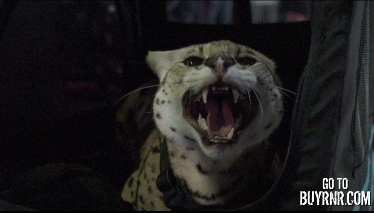 WATCH Everything That Went Down At The RnR 11 WEIGH IN Including 3'11'' TEO Snatching The Lightweight Title Out Of 4'2'' Smidge's Hands...