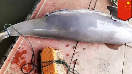 【人間の悪意】絶滅間近のスナメリ 何者かにレンガを括りつけられ、湖に沈められる - トモニュース