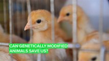 Genetically modified animals could be the key to our survival