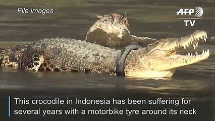 Indonesia offers reward for plucking tyre off giant croc's neck