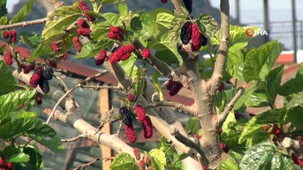 Kış ortasında dalından kırmızı dut yediler