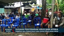 Waduh! Ada Dugaan Penyebaran Virus Flu Babi di Bali