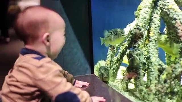 Funniest Baby and Baby Animals Fails - Fun and Fails Baby Video - Funny babies video