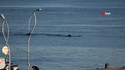 Çanakkale Boğazı'nda yunus şovu