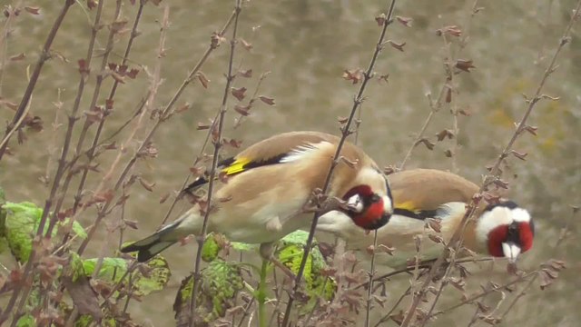 Les chardonnerets élégants