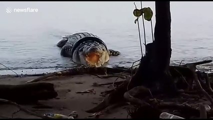 World's riskiest reward for removing tyre from crocodile's neck in Indonesia