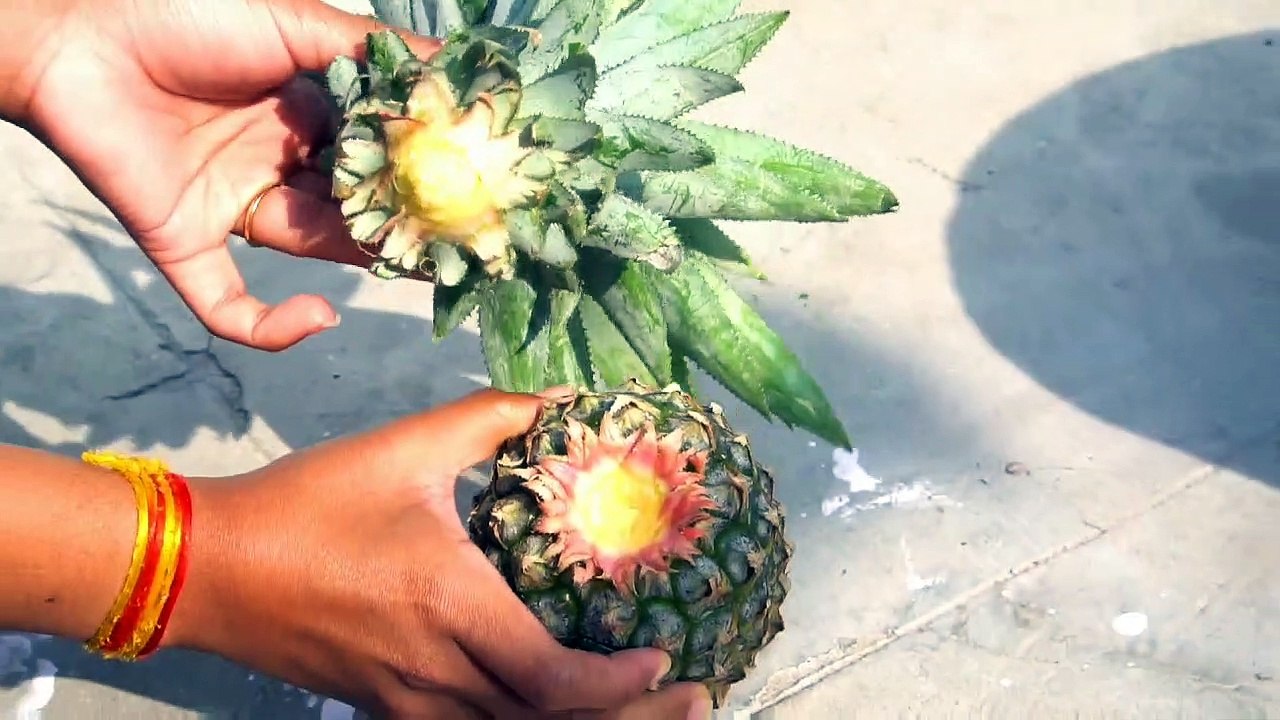 How To Grow Pineapple At Home | अनानास को कैसे उगाए