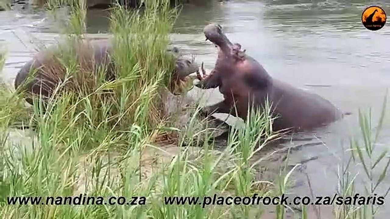 Hippos Fighting for Dominance